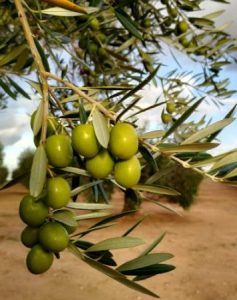 Aceites de Oliva Ecológicos DO Sierra Segura