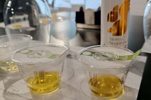 Aceite de oliva virgen extra de Jaén Denominación de origen Sierra de Segura Ecologico cosecha temprana gran formato comprar